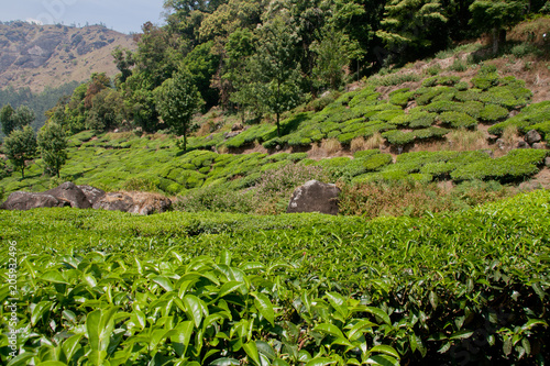 Tea Garden at Munnar