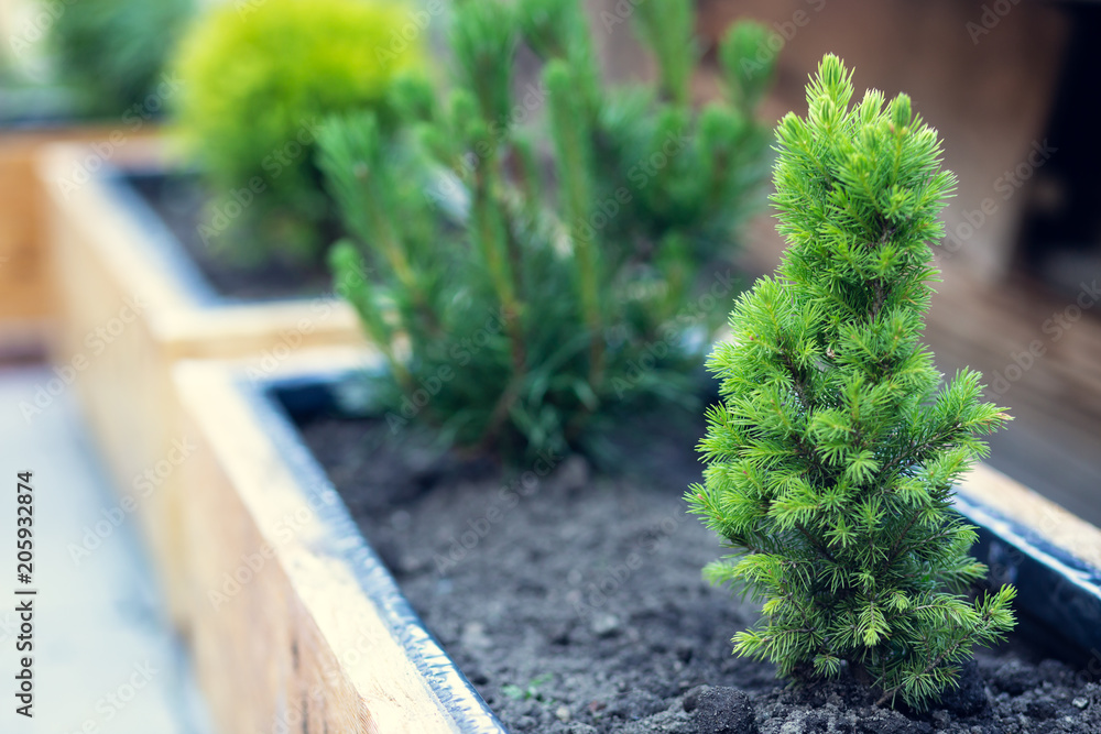 Beautiful green conifers in wooden pots. Miniature trees as an ornament on the terrace. Beautiful green conifers in wooden pots. Miniature trees as an ornament on the terrace.