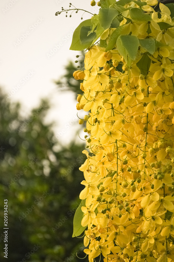 Cassia fistula(golden shower tree), mostly blooming in summer May days.  It's also the national flower of Thailand. Stock Photo