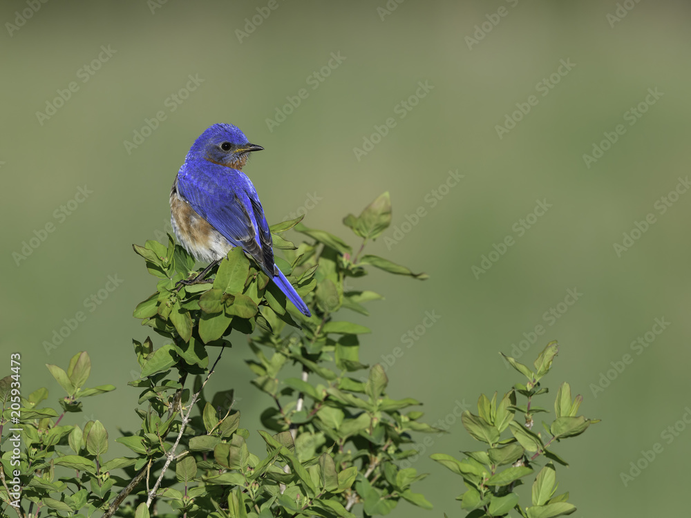 Male Eastern Bluebird in Spring