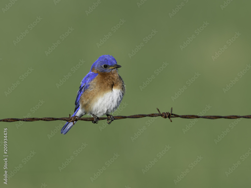 Male Eastern Bluebird Perched on Wire  in Spring