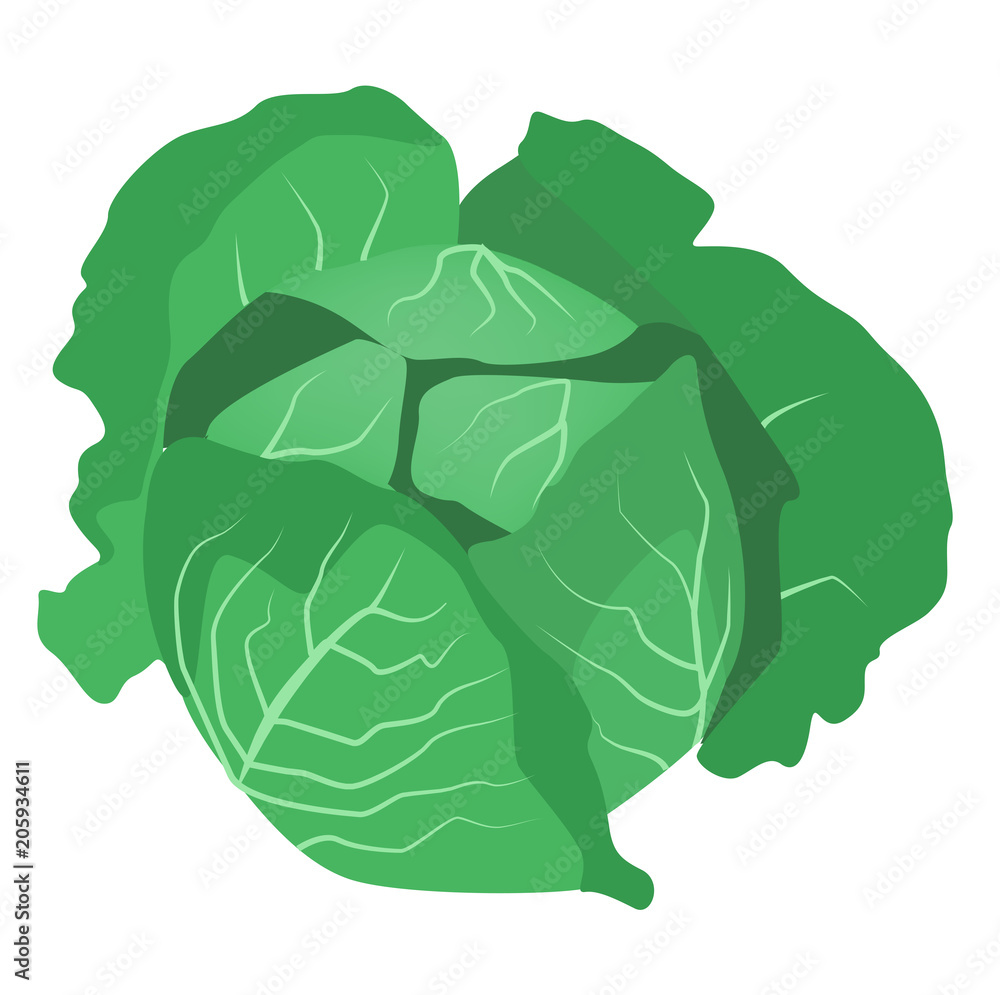 Obraz premium Wirsing oder Grünkohl