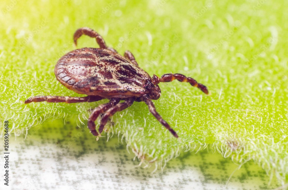 A dangerous parasite and infection carrier mite sitting on a green leaf A dangerous parasite and infection carrier mite sitting on a green leaf