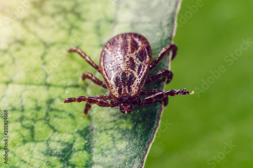 A dangerous parasite and infection carrier mite sitting on a green leaf © andrei310