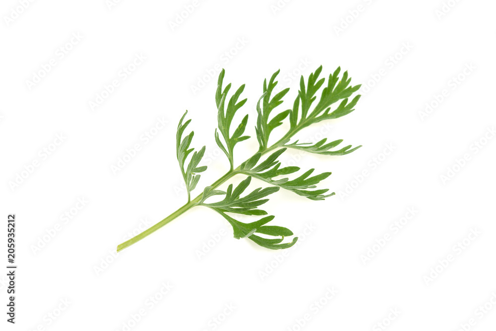 medicinal plant of wormwood on white background medicinal plant of wormwood on white background