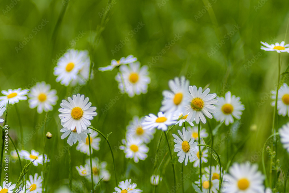 Blumenwiese, Wiese mit Margeriten Blumenwiese, Wiese mit Margeriten