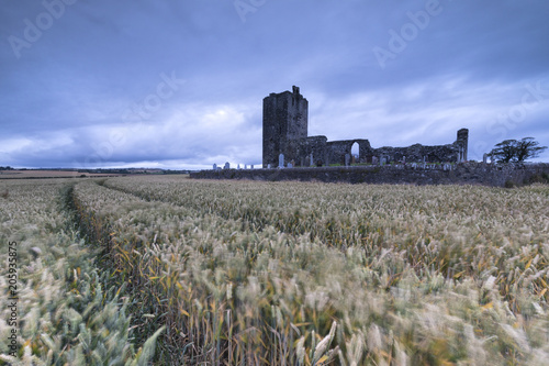 Fields of wheat ears around Baldongan Castle and Church, Skerries, County Dublin, Ireland photo