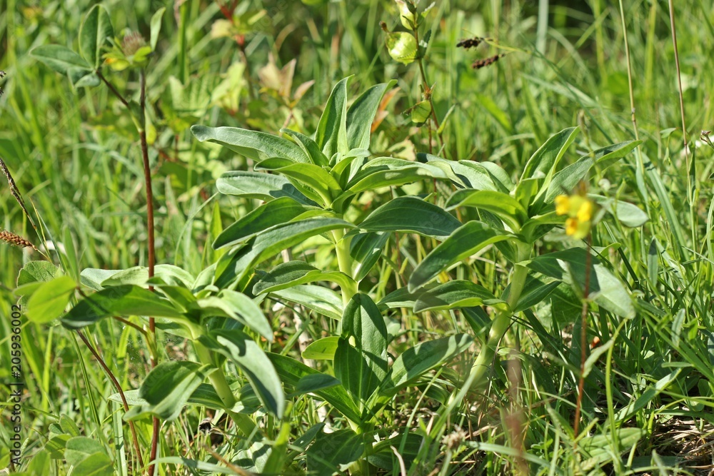 Kreuz-Enzian (Gentiana cruciata) 
