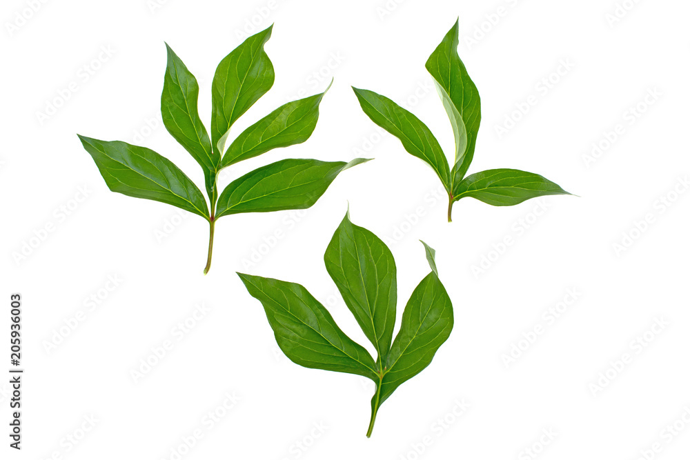 Fototapeta premium peony leaves on white background