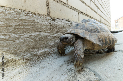 low angle view of turtle walking on street © Brilliant Eye