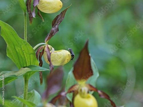 Gelber Frauenschuh (Cypripedium calceolus) mit Dunklem Fliegenkäfer (Cantharis obscura)
 