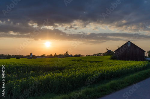 Sunset by a canola field photo