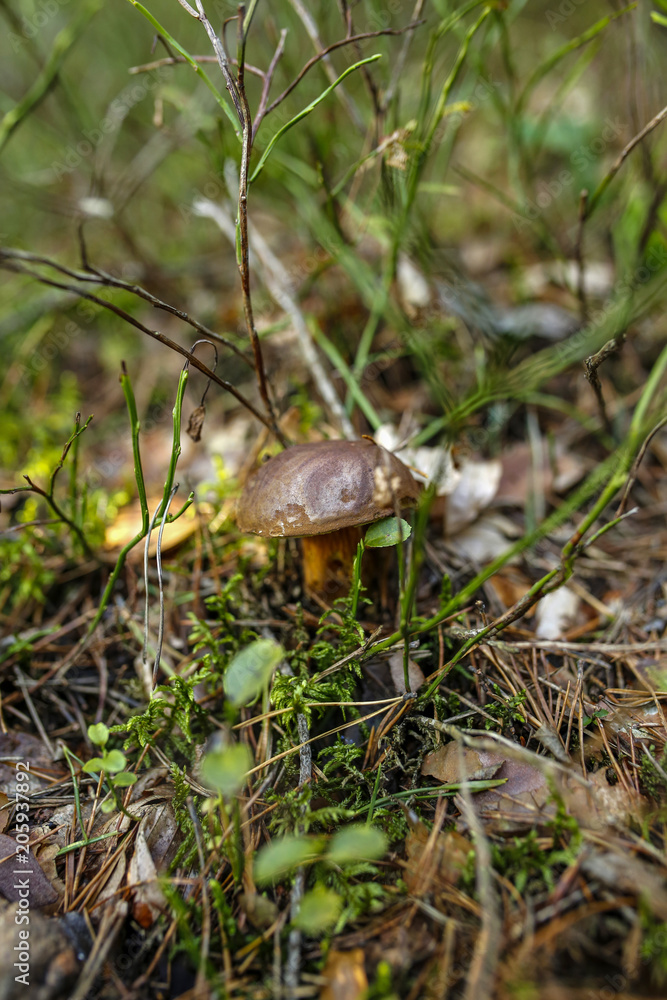 forest undergrowth with edible mushroom in the forest, shallow depth of field