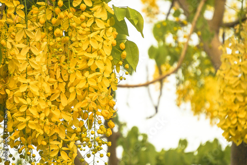 Cassia fistula(golden shower tree), mostly blooming in summer May days. It's also the national flower of Thailand.
