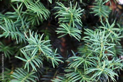 green branch of pine