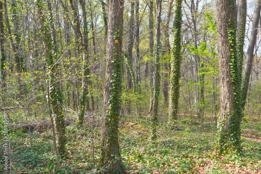 Fototapeta premium Dense trees in a beautiful deep forest in wilderness with vibrant green foliage