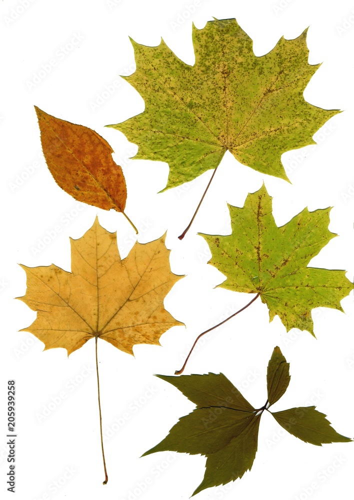 Set of autumn leaves isolated on white background. Herbarium. Leaves of different trees and shrubs, the top view. Photo close-up Set of autumn leaves isolated on white background. Herbarium. Leaves of different trees and shrubs, the top view. Photo close-up
