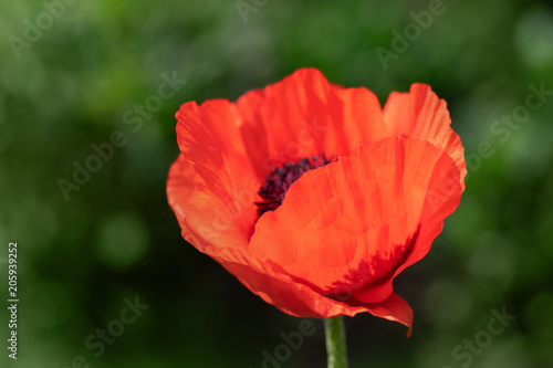 fresh beautiful red poppies on green field