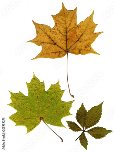 Set of autumn leaves isolated on white background. Herbarium. Leaves of different trees and shrubs, the top view. Photo close-up