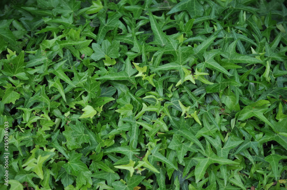 Green plant wall, background and texture Green plant wall, background and texture