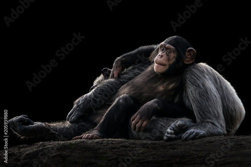 Baby Chimpanzee and Mother