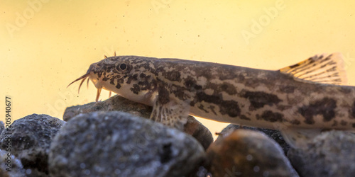 Stone loach resting on rocky bottom photo