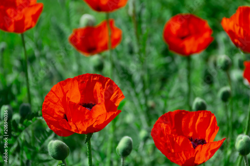 fresh beautiful red poppies on green field
