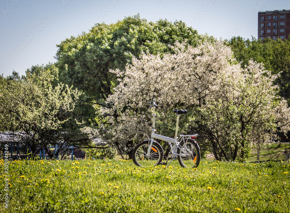 bike in the Park on the background of a flowering Apple tree