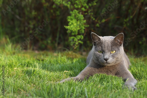 Beautiful cat