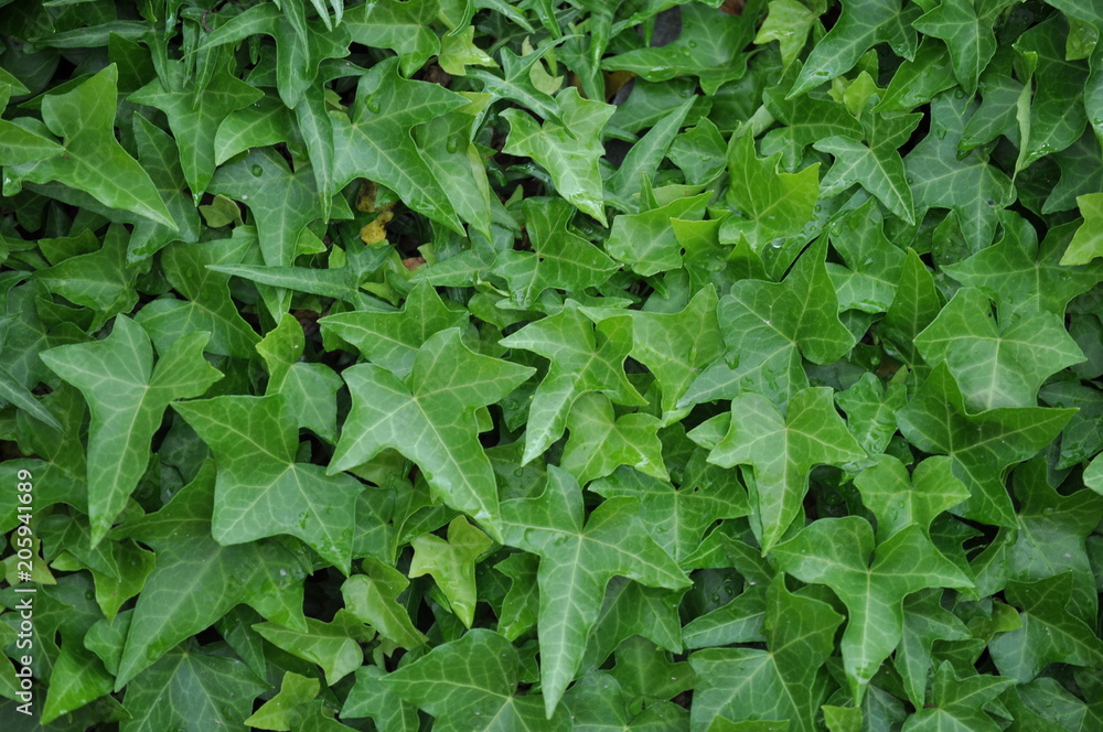 Green plant ivy-bound wall, background and texture Green plant ivy-bound wall, background and texture