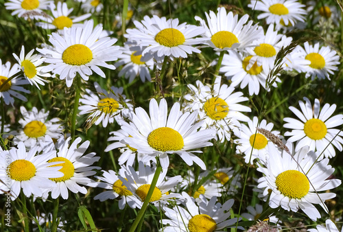 Blumenwiese mit Margeriten