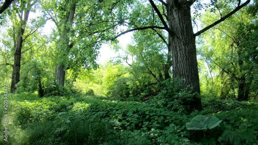 Auwald am Main, Natur pur, unberührte Natur, Gimbal, Urwald, Naturschutz, 4K Auwald am Main, Natur pur, unberührte Natur, Gimbal, Urwald, Naturschutz, 4K