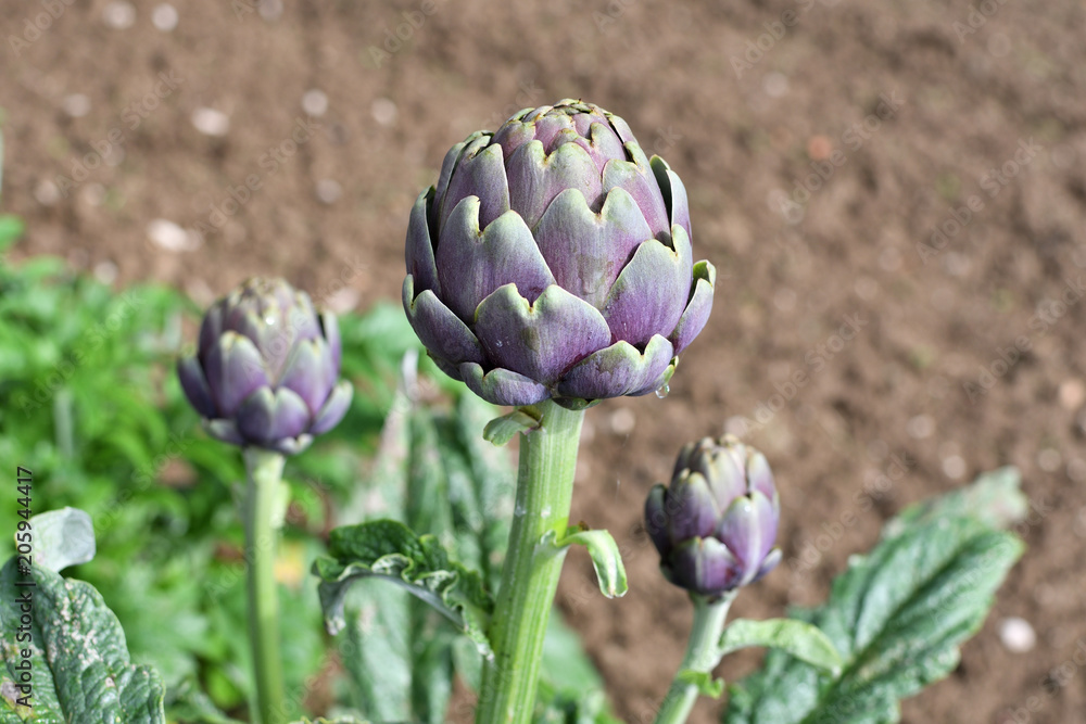 Obraz premium Carciofi