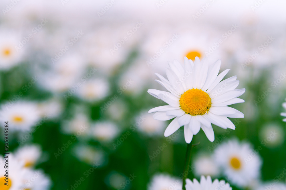 flower flower