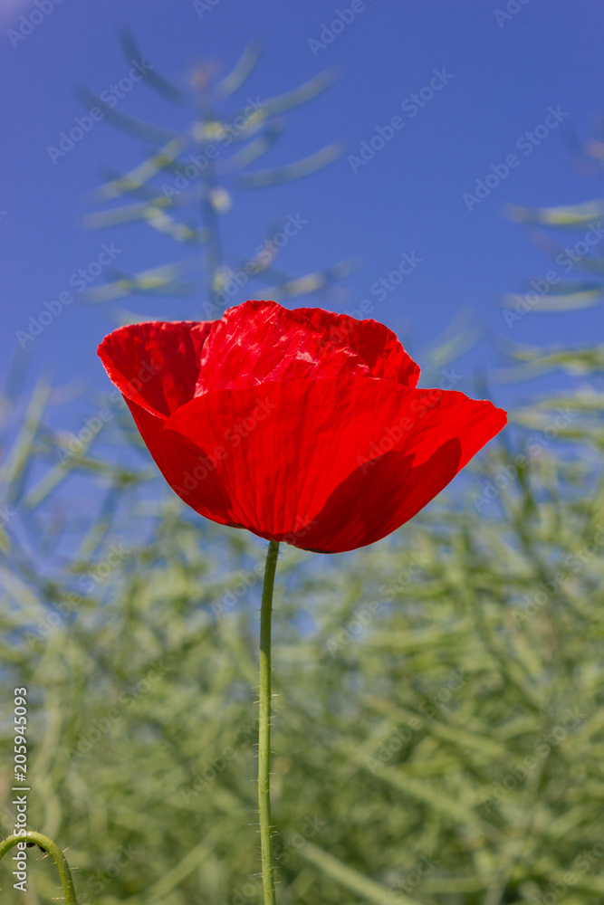 corn poppy in wheat field under deep blue sky corn poppy in wheat field under deep blue sky