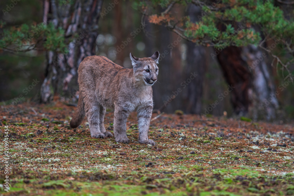 Fototapeta premium An endangered Florida PantherCougar(Puma concolor)