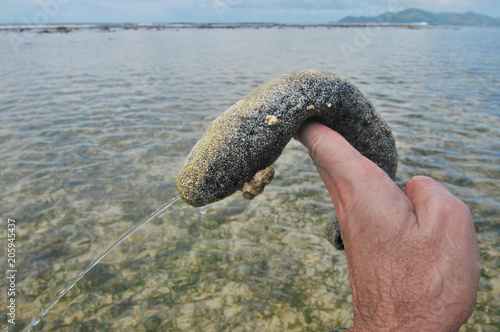 Sea cucumber on Seychelles
 photo