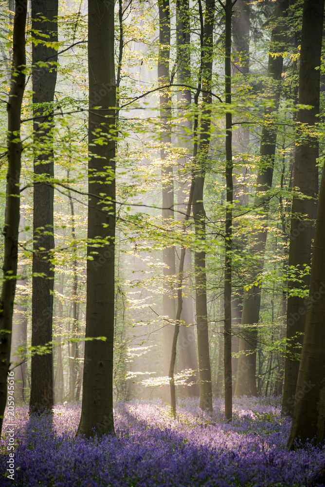 Fototapeta premium Sunrise in Hallerbos