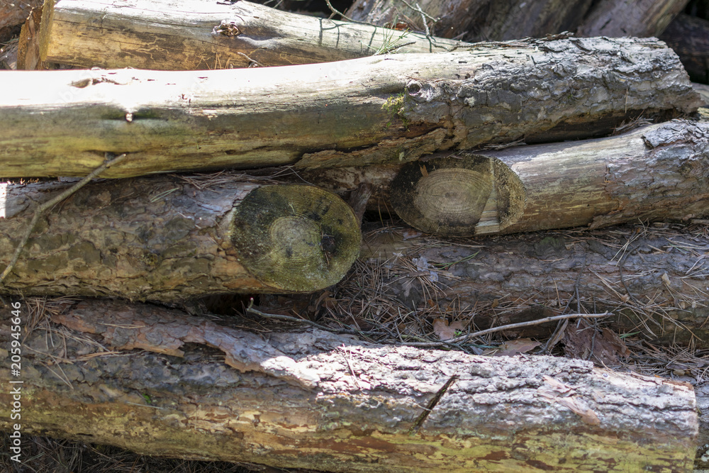 pile of sawn wood in the forest in the summer pile of sawn wood in the forest in the summer