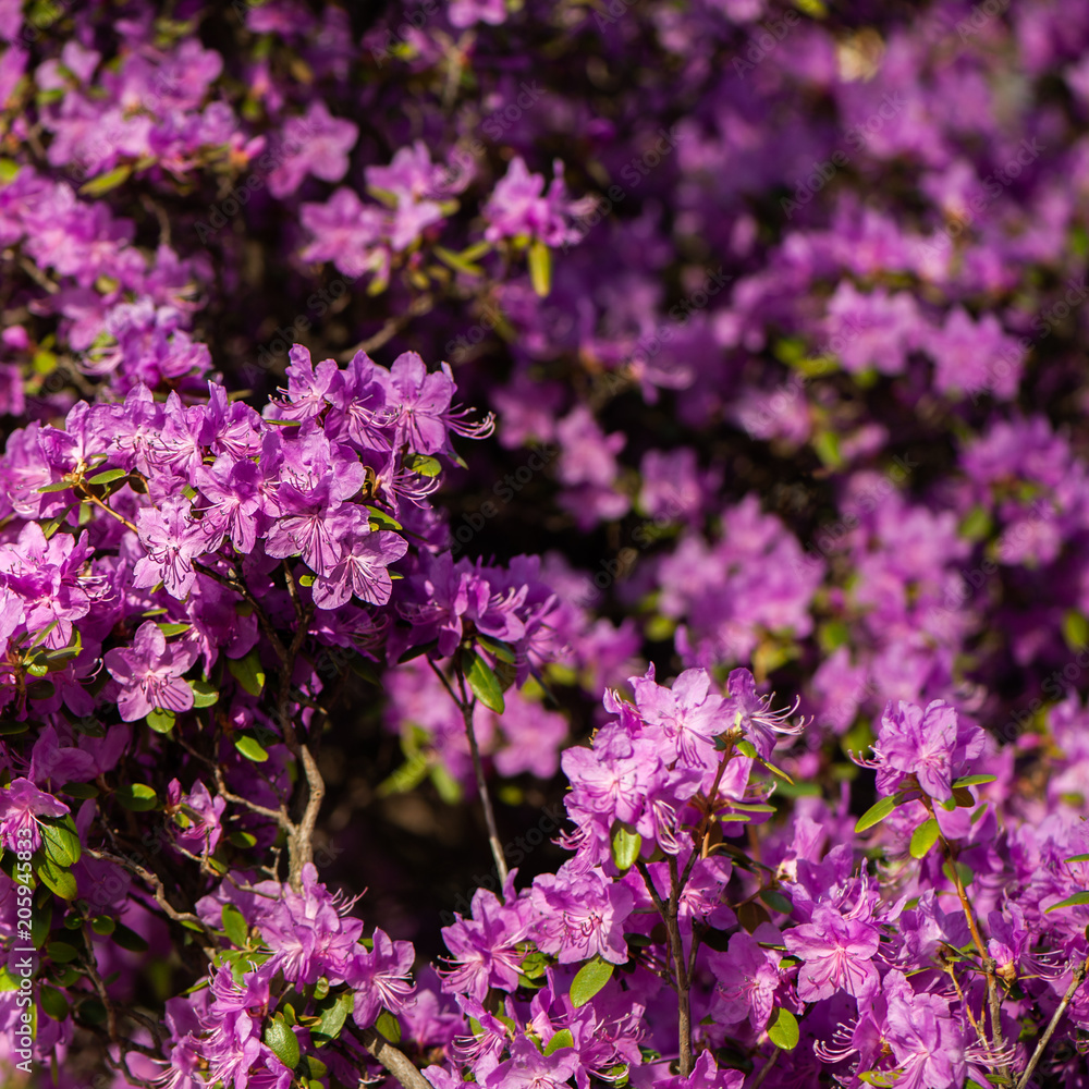 Rhododendron pink , lilac flower fresh blooming . pattern, flower Rhododendron pink , lilac flower fresh blooming . pattern, flower