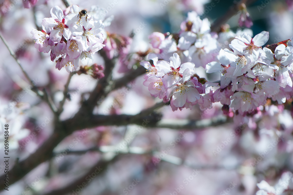 Floral spring gentle background, blooming cherry sakura branches in blue and pink tones. Space for text