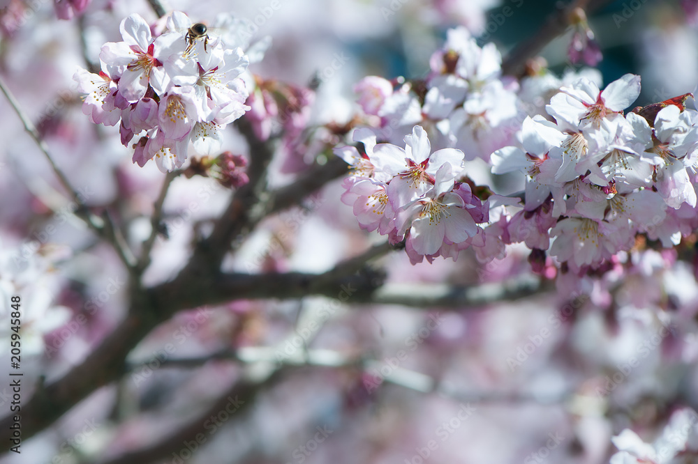 Floral spring gentle background, blooming cherry sakura branches in blue and pink tones. Space for text Floral spring gentle background, blooming cherry sakura branches in blue and pink tones. Space for text