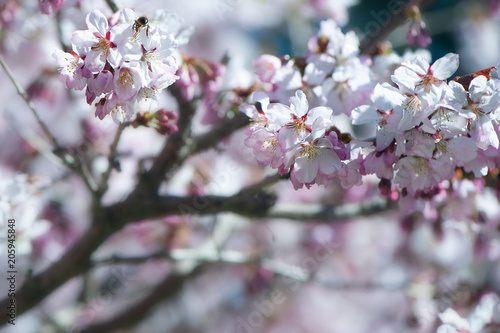 Floral spring gentle background  blooming cherry sakura branches in blue and pink tones. Space for text