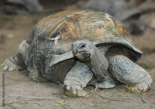 The Aldabra giant tortoise (Aldabrachelys gigantea), from the islands of the Aldabra Atoll in the Seychelles 