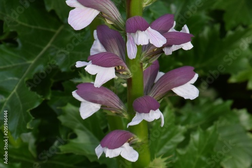 Acanthus morris photo