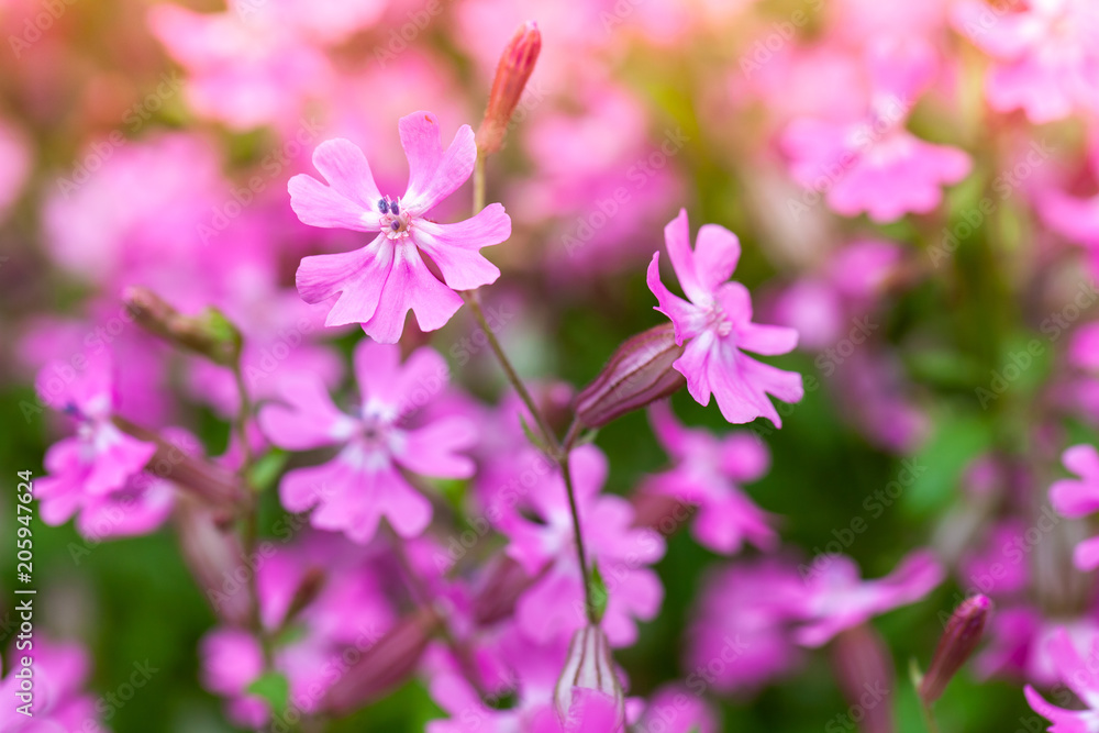 Bright pink flowers in spring garden. Macro