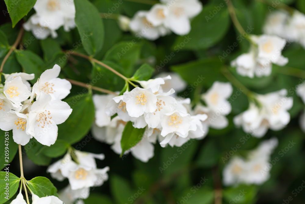 White jasmine flowers on branches in garden White jasmine flowers on branches in garden