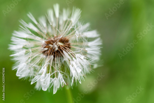 Wet dandelion flower with fluff  macro photo