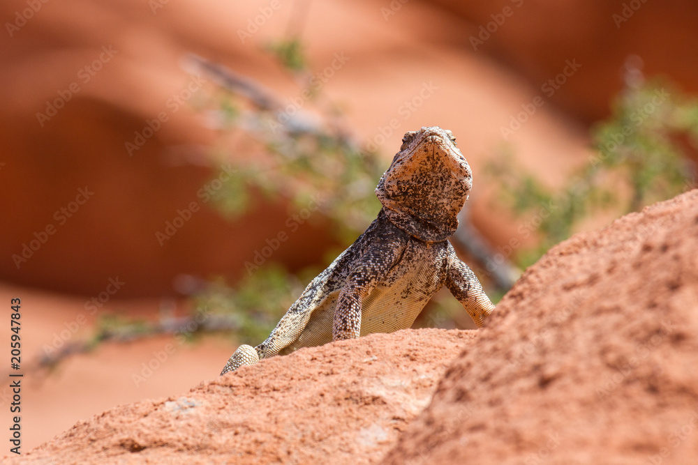 Obraz premium Chuckwalla 8