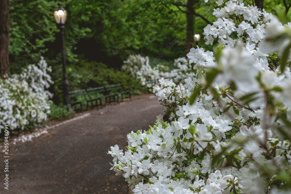 White gardenias in central park